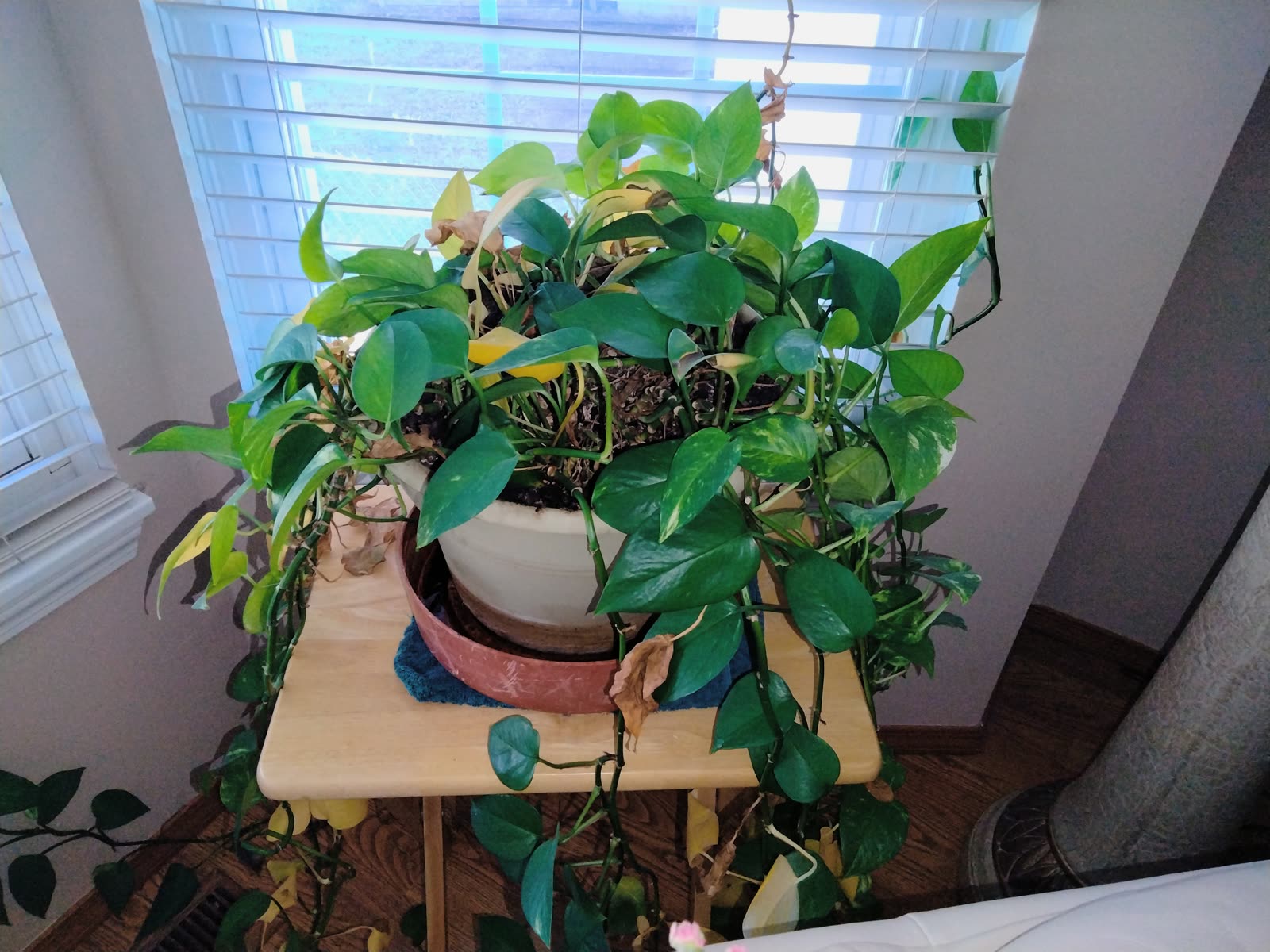 FL-015 Pothos Plant In Ceramic Pot image 1