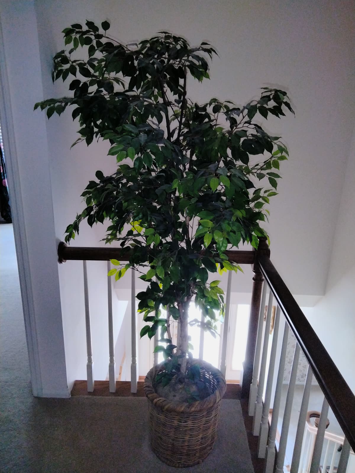 FL-020 Artificial Ficus Tree In Wicker Basket image 1